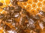Pourquoi abeilles fabriquent-elles miel