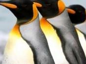 fientes manchots visibles l'espace