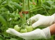 Nutrition futur usine japonaise produit légumes parfaits, découvrez images