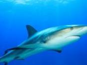 images kayakistes encerclés requins Cornouailles