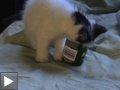 Video: Rosie coince tête dans yogourt regard chat
