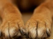 chien rapporte grenade propriétaire