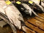 célébrités boycottent thon, espèce menacée d''extinction