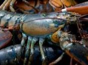 Découvrez vidéo plus grand sandwich homard monde