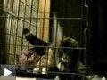 Videos: chat s'évade cage chien sauteur hamster fait parcours "agility"