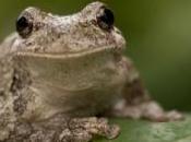 grenouille change sans arrêt couleur