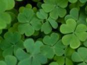 Découvrez images l'enfant trouvé trèfle feuilles