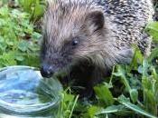 L’élégance hérisson