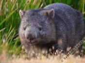 wombat est-il ours miniature