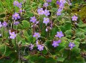 Ramonde, fine fleur Pyrénées