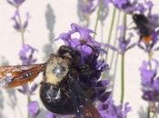 Photo-mystère abeille