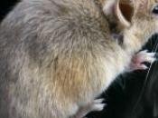 images femme découvre souris dans sauce