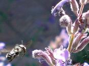 L'indispensable abeille plein travail pollinisation