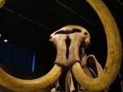 débuts l'art américain mammouth