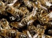 scientifiques mesurent l'impact cultures abeilles européennes