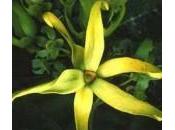 Ylang-Ylang nouvelle fiche recettes gratuite télécharger