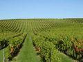 Envie vous acheter quelques hectares vignoble?