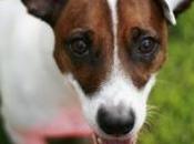 chien disparu retrouvé plusieurs centaines kilomètres foyer