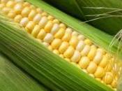 maïs MON810 présenterait aucun risque pour santé