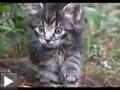 Video: aventures chaton mignon chats cameras