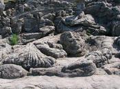 Rochers sculptés Rothéneuf Bretagne (2/2)