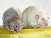 Rats: descendance d&#8217;Aramis