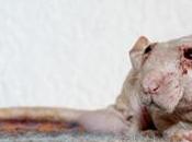 Rats: animaux dépressifs