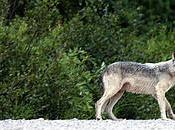 Loup téméraire [Flickr]