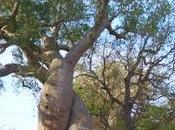 Madagascar l'allee baobabs