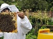 Sauvez abeilles: gardez ruche maison