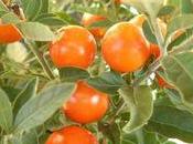 solanum pommier d'amour