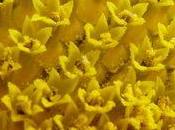 famille Composées Astéracées