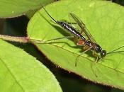 ichneumons, insectes auxiliaires jardin
