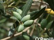 L'huile d'olive, produit emblématique cuisine méditerranéenne.