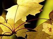 Fonds d'écran Lumières d'automne (1920-1200)