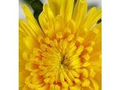 très beau chrysanthème