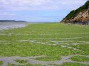 Bretagne, autorités publiques bataillent contre l’algue tueuse