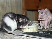 Rats: bébés Chillito