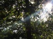 Soleil dans arbres halo