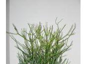 plante verte: Tirucalli