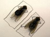 l'art avec mouches mortes