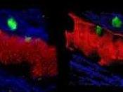 chercheurs réussi filmer lymphocytes traversant barrière méningée cerveau. sont responsables certaines pathologie auto-immunes comme sclérose plaques.
