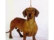 Médor Sarkozy Grand Lutèce