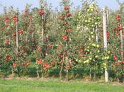 Côté jardin Plantez fruitiers.