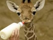 Bébé; girafe