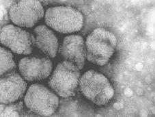 Anniversaire disparition variole