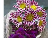 Osons couleurs franches avec fleurs