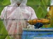 Acquittement deux activistes anti-OGM Greenpeace Thaïlande