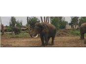 Thailande: Village éléphants (vidéo)