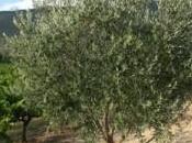 Fête l’olive piquée Nyons